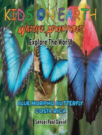 Blue Morpho Butterfly - Costa Rica: Kids On Earth: WILDLIFE Adventures