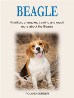Beagle: Nutrition, character, training and much more about the Beagle
