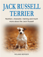 Jack Russell Terrier: Nutrition, character, training and much more about the Jack Russell Terrier