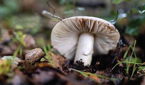 Cooking With Medicinal Mushrooms - WellBeing | Everand