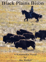 Black Plains Bison