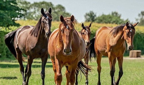 Native Breeds Suffolk Horse - Country Life | Everand