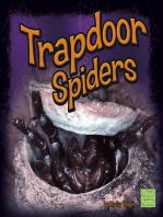 Trapdoor Spiders