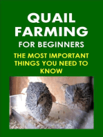 Quail Farming For Beginners