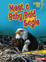 Meet a Baby Bald Eagle
