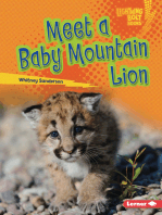 Meet a Baby Mountain Lion