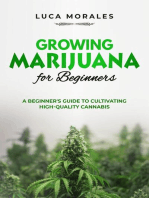 Growing Marijuana for Beginners