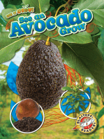 See an Avocado Grow