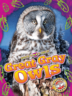 Great Gray Owls