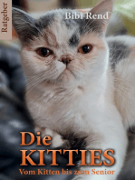 Die Kitties: Vom Kitten bis zum Senior
