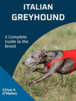 Italian Greyhound