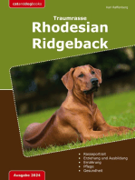 Traumrasse: Rhodesian Ridgeback: Der Löwenhund