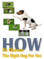 How To Choose The Right Dog For You