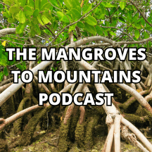 The Mangroves to Mountains Podcast