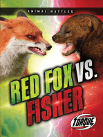 Red Fox vs. Fisher