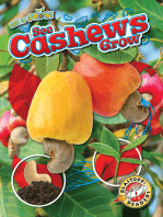 See Cashews Grow