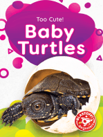 Baby Turtles