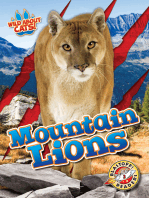 Mountain Lions