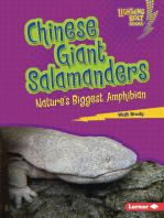 Chinese Giant Salamanders: Nature's Biggest Amphibian