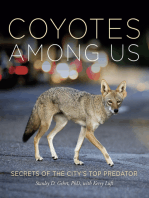 Coyotes Among Us: Secrets of the City’s Top Predator