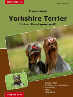 Traumrasse: Yorkshire Terrier: Kleiner Hund ganz groß!