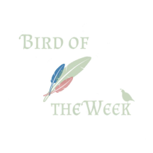 Bird of the Week