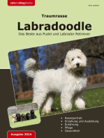 Traumrasse: Labradoodle: Das Beste aus Pudel und Labrador Retriever