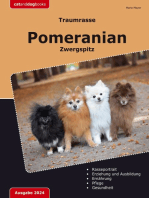 Traumrasse Pomeranian: Zwergspitz