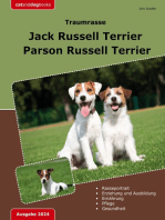 Traumrasse Jack Russell Terrier: Parson Russell Terrier