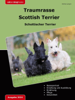 Traumrasse Scottish Terrier: Schottischer Terrier