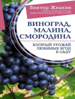 Виноград, малина, смородина. Богатый урожай любимых ягод в саду