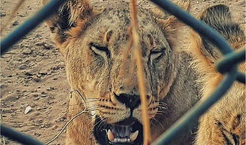 Mass Euthanisation Of Lions Imminent As State Plans To Stop Captive ...