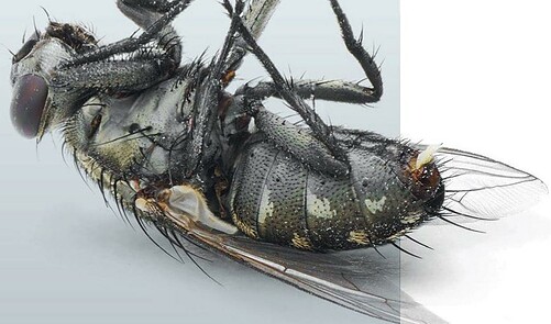 …flies Always Die On Their Backs? - Science Illustrated | Everand