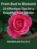From Bud to Blossom: 10 Effortless Tips for a Beautiful Rose Garden