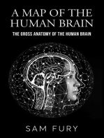 A Map of the Human Brain