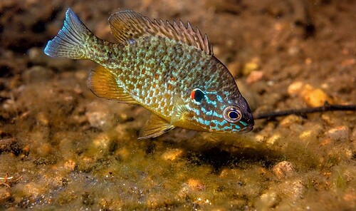 The Male Pumpkinseed Sunfish Builds The Nest And Tends To The Babies ...