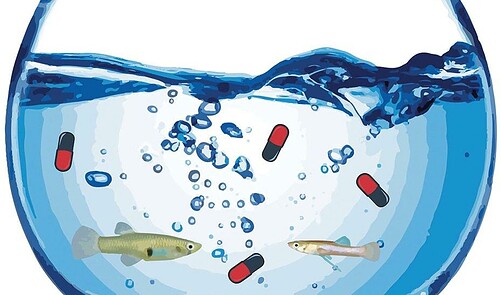 Antidepressant Pollution is Rewiring Fish Behaviour and Reproduction ...